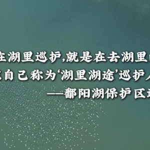洋洋大观丨“湖里湖途”——中俄共护候鸟漫漫迁徙路 ...